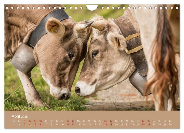 Produktbild: Allg&auml;uer Rindvieh 2026 (Wandkalender 2026 DIN A4 quer), CALVENDO Monatskalender