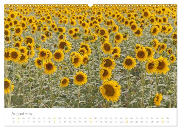 Produktbild: Provence: Malerisches S&uuml;dfrankreich (Wandkalender 2026 DIN A2 quer), CALVENDO Monatskalender