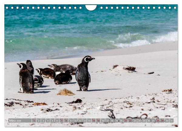 Produktbild: Einfach liebenswert diese Pinguine (Wandkalender 2026 DIN A4 quer), CALVENDO Monatskalender