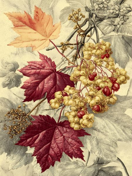 CALVENDO Puzzle Ahornblätter, warme Farbenspiele des Herbstes | 1000 Teile Lege-Größe 64x48cm Foto-Puzzle für glückliche Stunden, Sonstige von ,