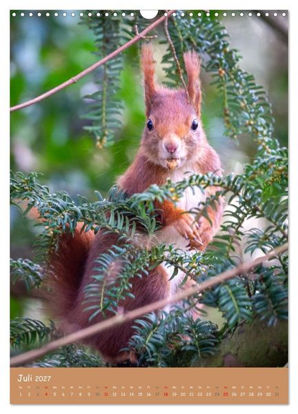 Produktbild: Unsere Eichh&ouml;rnchen - Naturmomente aus dem heimischen Garten (Wandkalender 2027 DIN A3 hoch), CALVENDO Monatskalender