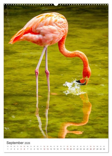 Produktbild: Flamingos in rosa Federpracht. (hochwertiger Premium Wandkalender 2026 DIN A2 hoch), Kunstdruck in Hochglanz