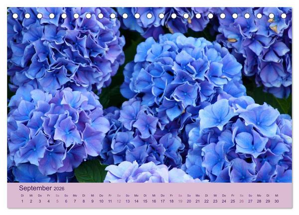 Produktbild: Hortensien 2026. Farbenpr&auml;chtige Impressionen aus dem Garten (Tischkalender 2026 DIN A5 quer), CALVENDO Monatskalender