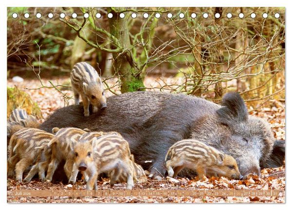 Produktbild: Wildtiere des Waldes: Hier wird der Mythos Wald lebendig (Tischkalender 2026 DIN A5 quer), CALVENDO Monatskalender