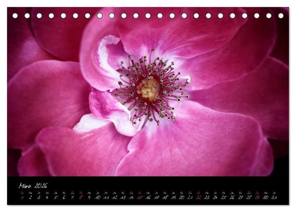 Produktbild: Floral Portraits - Blumen Impression (Tischkalender 2026 DIN A5 quer), CALVENDO Monatskalender