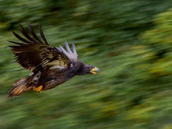 Produktbild: CALVENDO Puzzle Adler 1000 Teile Lege-Gr&ouml;&szlig;e 64 x 48 cm Foto-Puzzle Bild von Ursula Di Chito
