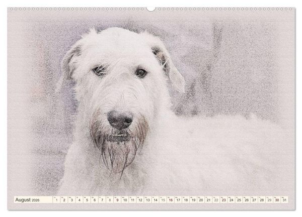 Produktbild: Windhunde 2026 (hochwertiger Premium Wandkalender 2026 DIN A2 quer), Kunstdruck in Hochglanz