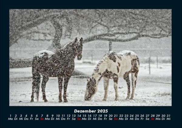 Produktbild: Pferdegefl&uuml;ster 2025 Fotokalender DIN A4