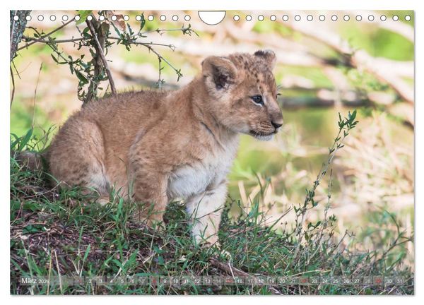 Produktbild: L&ouml;wen - Raubkatzen Afrikas (Wandkalender 2026 DIN A4 quer), CALVENDO Monatskalender