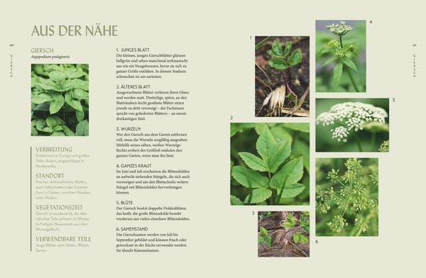 Produktbild: Die "Unkr&auml;uter" in meinem Garten
