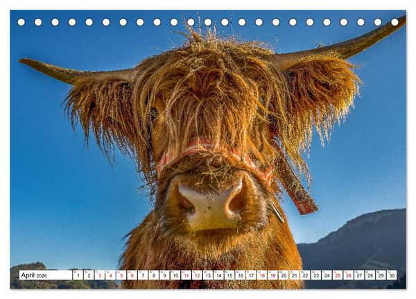 Produktbild: Kuhle Typen (Tischkalender 2026 DIN A5 quer), CALVENDO Monatskalender