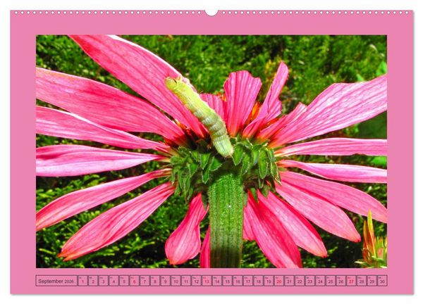 Produktbild: Wir sind die Stars im Garten (Wandkalender 2026 DIN A2 quer), CALVENDO Monatskalender