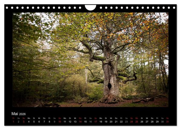 Produktbild: M&auml;rchenhafter Reinhardswald und Urwald Sababurg (Wandkalender 2026 DIN A4 quer), CALVENDO Monatskalender