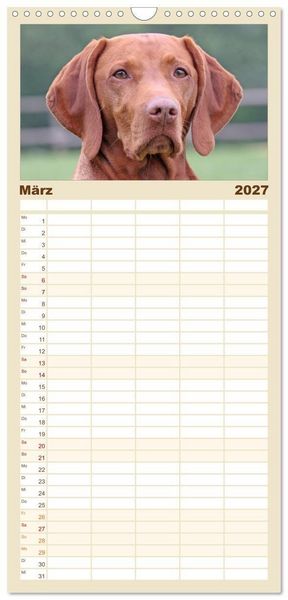 Produktbild: Familienplaner 2027 - Magyar Vizsla - Vielseitiger Jagdhund mit 5 Spalten (Wandkalender, 21 x 45 cm) CALVENDO