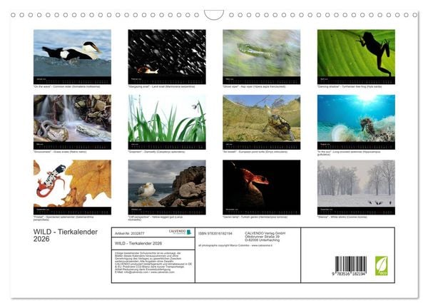 Produktbild: WILD - Tierkalender 2026 (Wandkalender 2026 DIN A3 quer), CALVENDO Monatskalender