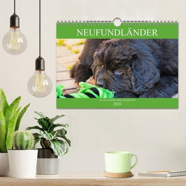 Produktbild: Neufundl&auml;nder - Alle fangen mal klein an (Wandkalender 2026 DIN A4 quer), CALVENDO Monatskalender
