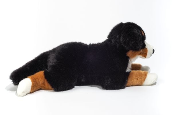 Produktbild: Berner Sennenhund liegend
