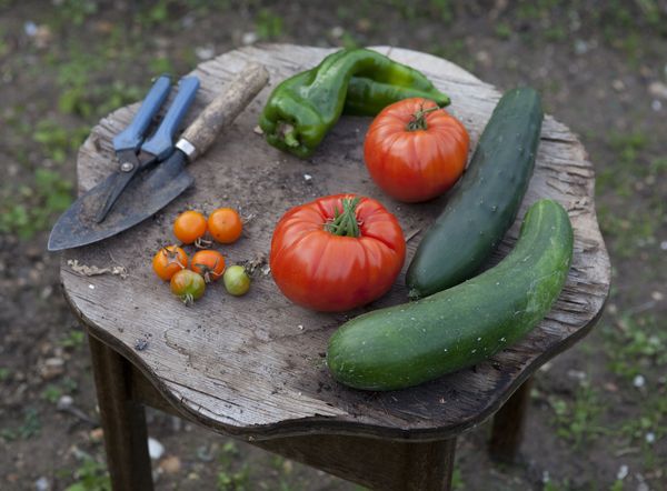 Produktbild: Zum Gl&uuml;ck Gem&uuml;se. 350 Gem&uuml;serezepte f&uuml;r alle Jahreszeiten