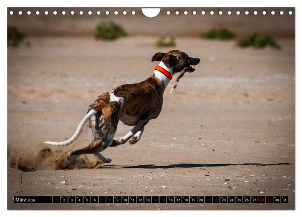 Produktbild: Windhunde - eine Leidenschaft (Wandkalender 2026 DIN A4 quer), CALVENDO Monatskalender