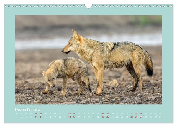 Produktbild: W&ouml;lfe, Impressionen aus der Lausitz (Wandkalender 2026 DIN A3 quer), CALVENDO Monatskalender
