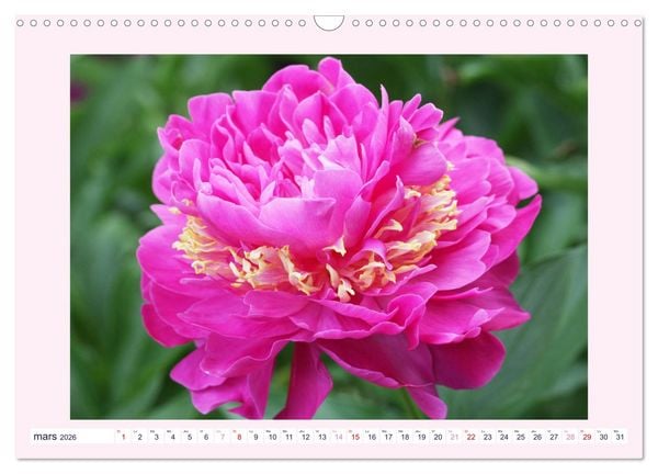 Produktbild: Pivoines - Roses sans &eacute;pines (Calendrier mural 2026 DIN A3 vertical), CALVENDO calendrier mensuel