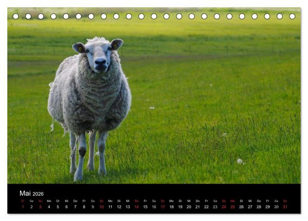 Produktbild: Schafe in Dithmarschen (Tischkalender 2026 DIN A5 quer), CALVENDO Monatskalender