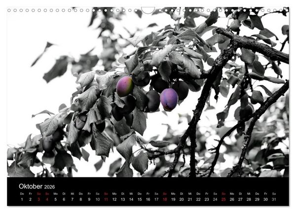 Produktbild: Farbtupfer (Wandkalender 2026 DIN A3 quer), CALVENDO Monatskalender