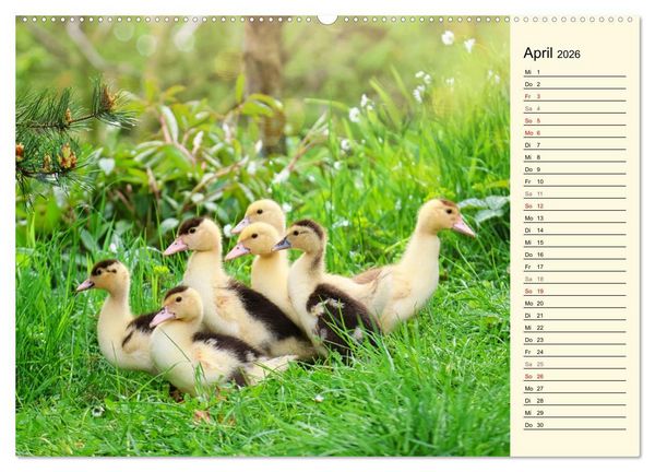 Produktbild: Entz&uuml;ckende Entenk&uuml;ken (Wandkalender 2026 DIN A2 quer), CALVENDO Monatskalender