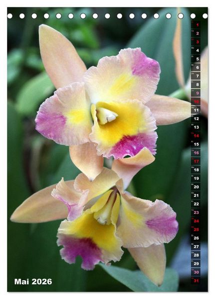 Produktbild: Freude an Orchideen (Tischkalender 2026 DIN A5 hoch), CALVENDO Monatskalender