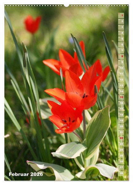Produktbild: Bunte Tulpenpracht (hochwertiger Premium Wandkalender 2026 DIN A2 hoch), Kunstdruck in Hochglanz