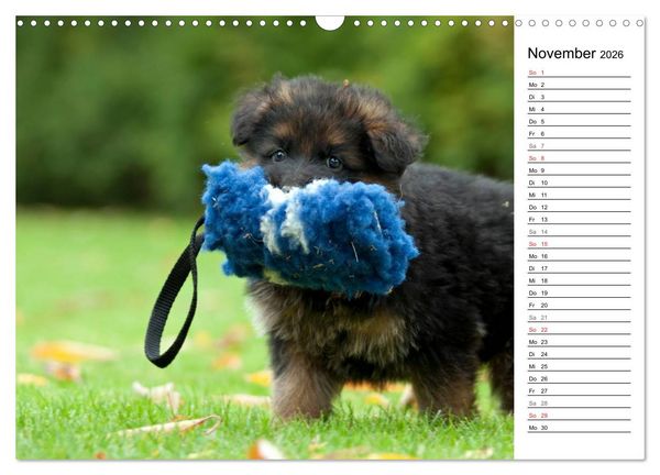 Produktbild: Zauberhafte Langhaar Sch&auml;ferhunde (Wandkalender 2026 DIN A3 quer), CALVENDO Monatskalender