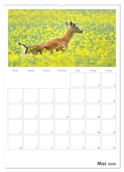 Produktbild: Rehe & Co / Planer (Wandkalender 2026 DIN A2 hoch), CALVENDO Monatskalender