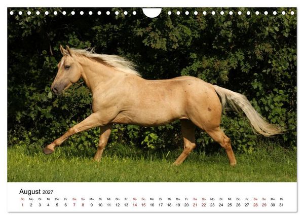 Produktbild: Pferde - im Galopp durch's Jahr 2027 (Wandkalender 2027 DIN A4 quer), CALVENDO Monatskalender