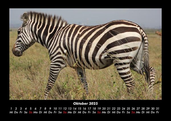 Produktbild: Zebrazauber 2025 Fotokalender DIN A3