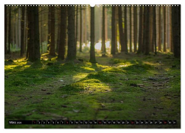Produktbild: Zauberwelt Wald (Wandkalender 2026 DIN A2 quer), CALVENDO Monatskalender