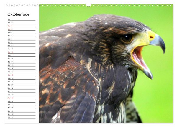 Produktbild: Greifv&ouml;gel, Eulen und K&auml;uze (hochwertiger Premium Wandkalender 2026 DIN A2 quer), Kunstdruck in Hochglanz