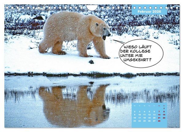 Produktbild: Lustige Eisb&auml;ren (Wandkalender 2026 DIN A4 quer), CALVENDO Monatskalender