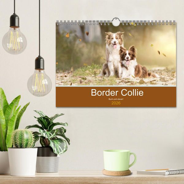 Produktbild: Border Collie - Bunt und clever! (Wandkalender 2026 DIN A4 quer), CALVENDO Monatskalender