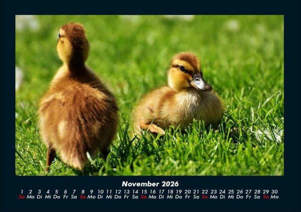 Produktbild: Enten 2026 Fotokalender DIN A4