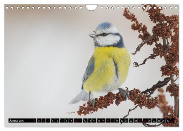 Produktbild: V&ouml;gel aus dem Garten (Wandkalender 2026 DIN A4 quer), CALVENDO Monatskalender