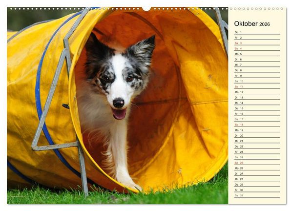 Produktbild: Border Collie 2026 (hochwertiger Premium Wandkalender 2026 DIN A2 quer), Kunstdruck in Hochglanz