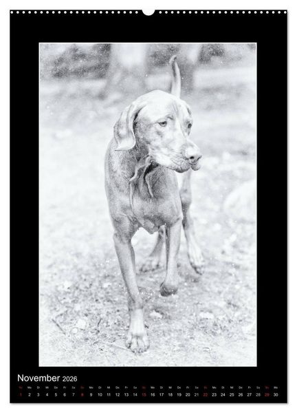 Produktbild: Vizsla-Liebe (Wandkalender 2026 DIN A2 hoch), CALVENDO Monatskalender