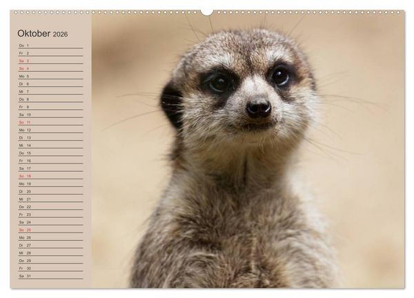 Produktbild: Erdm&auml;nnchen (hochwertiger Premium Wandkalender 2026 DIN A2 quer), Kunstdruck in Hochglanz