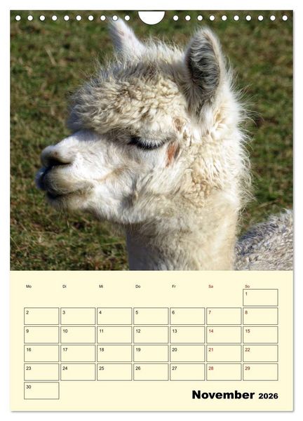 Produktbild: Alpakas erleben (Wandkalender 2026 DIN A4 hoch), CALVENDO Monatskalender