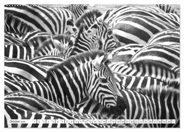 Produktbild: Emotionale Momente: Zebras - black & white. (Wandkalender 2026 DIN A2 quer), CALVENDO Monatskalender
