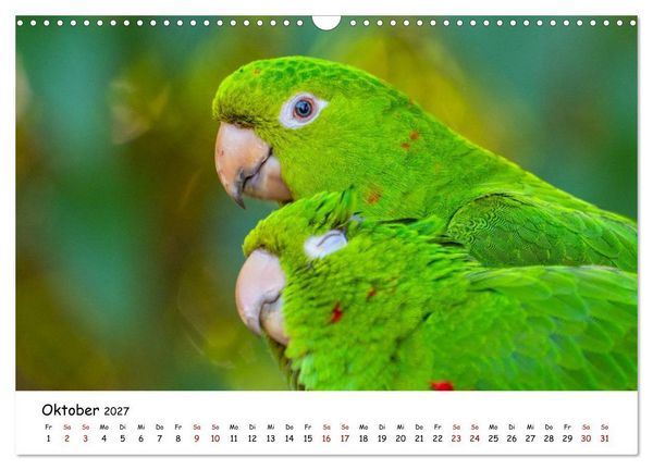 Produktbild: Aras und bunte Sittiche: Exotische Papageien-Portr&auml;ts (Wandkalender 2027 DIN A3 quer), CALVENDO Monatskalender