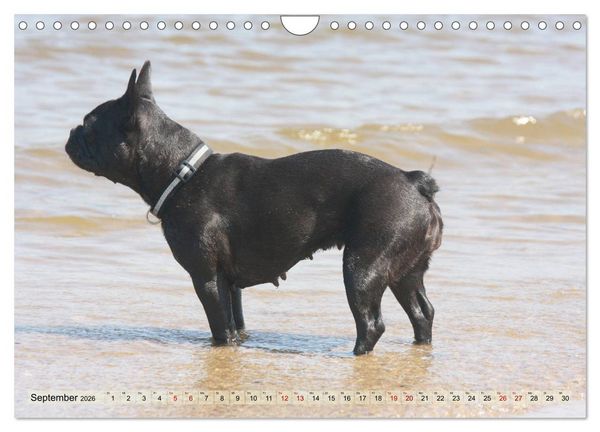 Produktbild: Bulldoggen - Englische und Franz&ouml;sische Bulldoggen (Wandkalender 2026 DIN A4 quer), CALVENDO Monatskalender