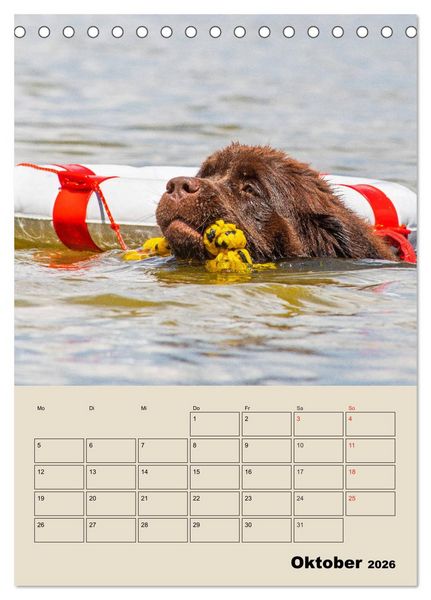 Produktbild: Familienplaner Neufundl&auml;nder - Freund und Retter (Tischkalender 2026 DIN A5 hoch), CALVENDO Monatskalender