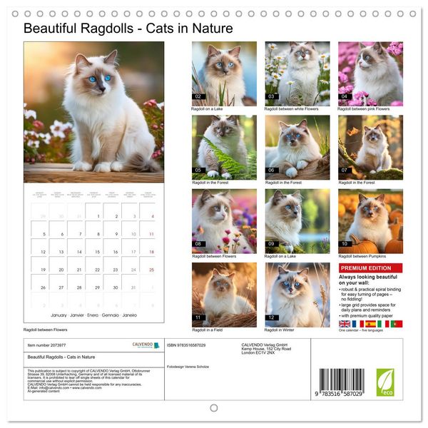Produktbild: Beautiful Ragdolls - Cats in Nature (Wall Calendar 2026 12 &times; 12 Inch) CALVENDO 12 Month Wall Calendar