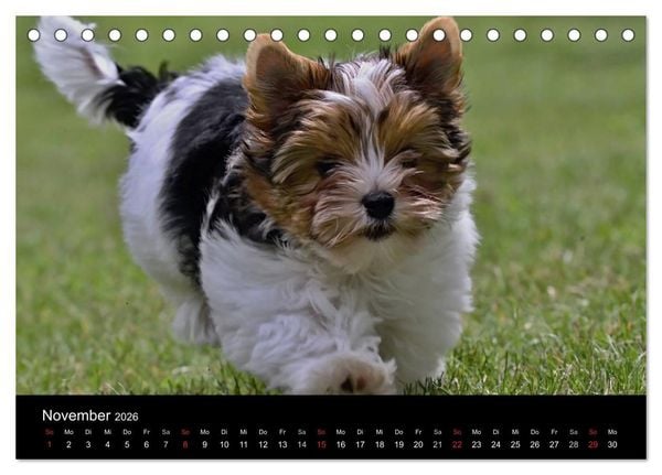Produktbild: Mit dem Yorki durch das Jahr 2026 (Tischkalender 2026 DIN A5 quer), CALVENDO Monatskalender